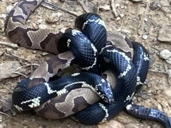 King Snake versus Copperhead